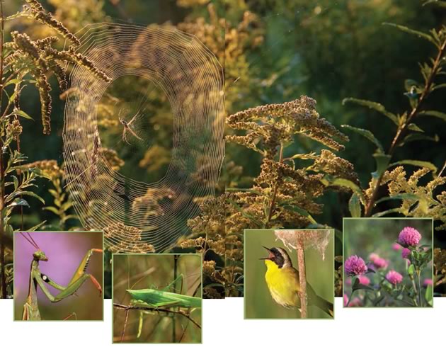 Praying mantid, sword-bearing conehead, yellowthroat warbler and red clover. Meadows by Rosemary Hasner; Insets by Don Scallen. Yellowthroat warbler & red clover By Robert Mccaw.