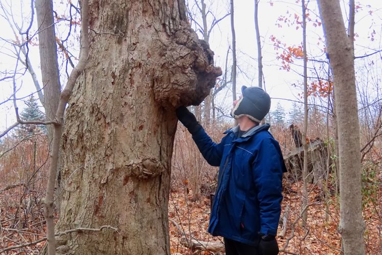 Trees can host multiple burls and still lead long, robust lives. Photo by Don Scallen.