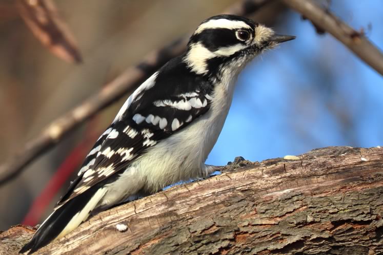 Downy woodpecker. Photo by Don Scallen.