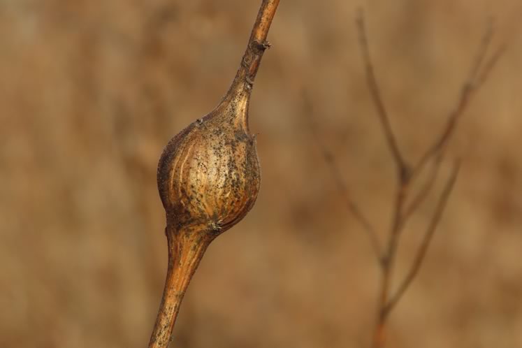 Goldenrod gall. Photo by Don Scallen.