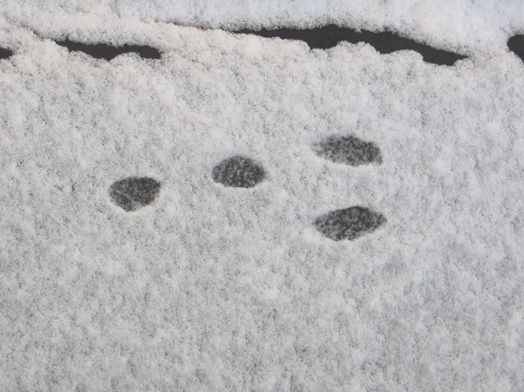 Cottontail rabbit tracks. Photo by Don Scallen.