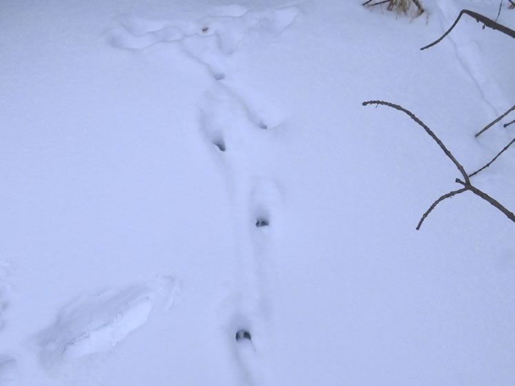 Deer tracks. Photo by Don Scallen.