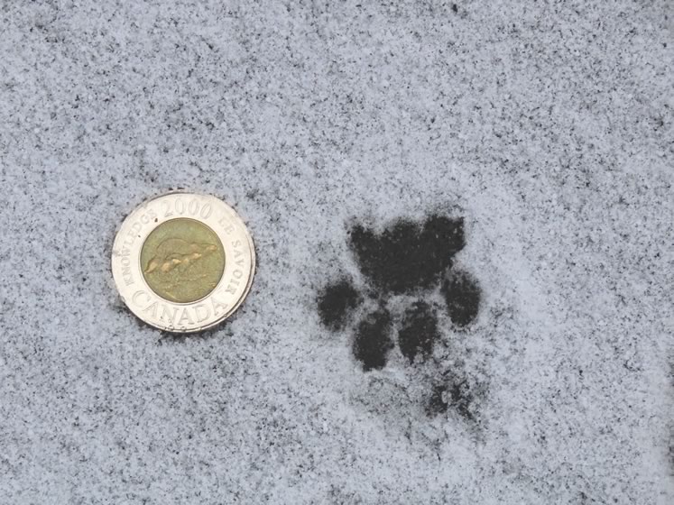 House cat tracks. Photo by Don Scallen.