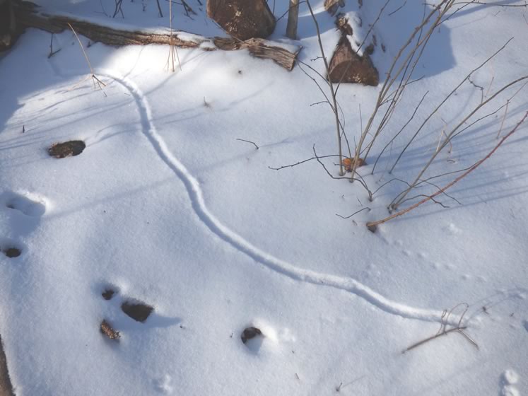 Meadow vole tracks. Photo by Don Scallen.