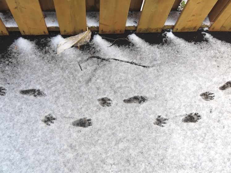 Racoon tracks. Photo by Don Scallen.