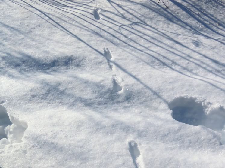 Weasel tracks. Photo by Don Scallen.