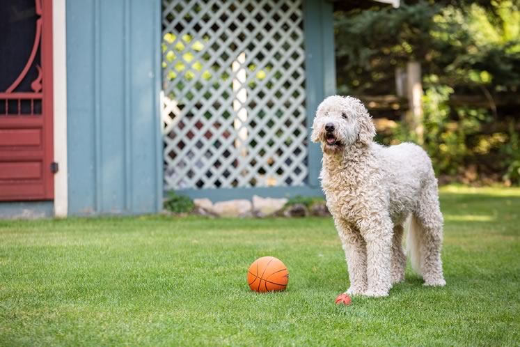 Hank, the family’s goldendoodle, stands watch. Photo by Erin Fitzgibbon.