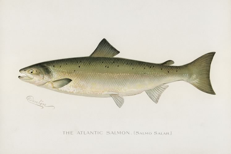 Formerly abundant in local waterways, Atlantic salmon were lost to overfishing. A concerted program called Bring Back the Salmon is attempting to restore them. Salmon Illustrated By S.F.Denton : Rawpixel CC By 4.0.