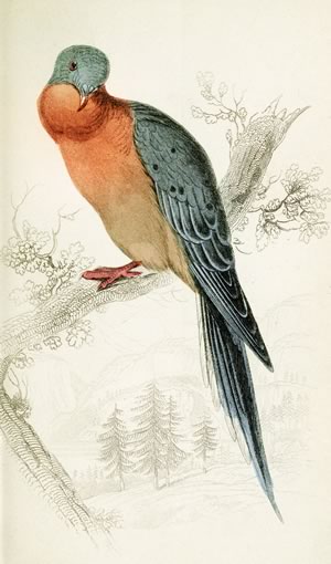 Flocks of passenger pigeons, now extinct, once formed “biological storms” in the skies above our hills. Illustration by W.H.Lizars : Biodiversity Heritage Library CC BY-NC-SA 2.0.