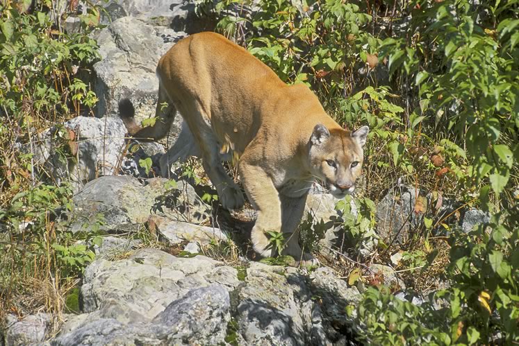 Cougars once prowled in Headwaters, but despite occasional unverified sightings, there is no indication they have returned. Photo by Robert McCaw.