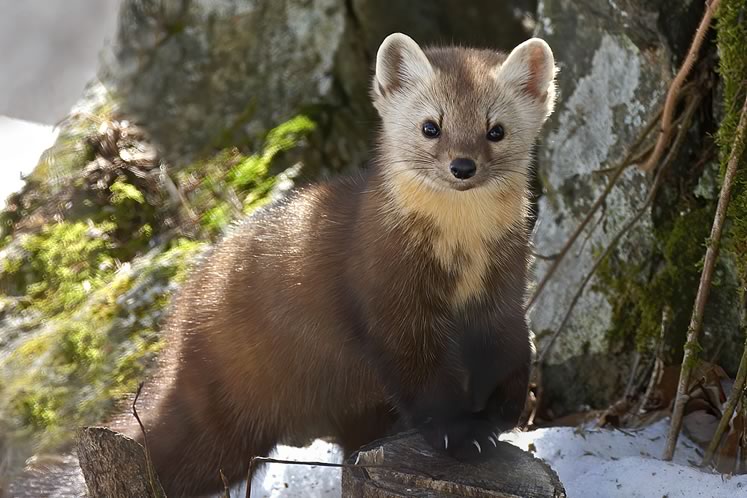 Martens were among the many animals that evacuated the region with the demise of their old-growth-forest habitat. Photo by Robert McCaw.