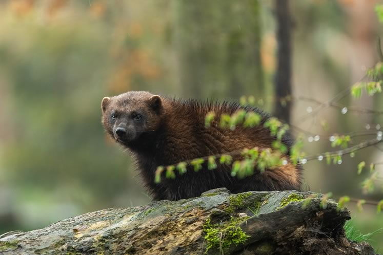 Long gone from Headwaters, wolverines were last recorded in southern Ontario in neighbouring Grey County in 1889. iStockphoto 1142788643.