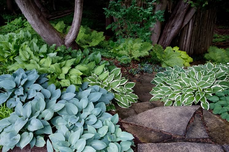 Colourful hostas and stone steps lead invitingly down from garden to forest hollow. Photo by Rosemary Hasner / Black Dog Creative Arts.