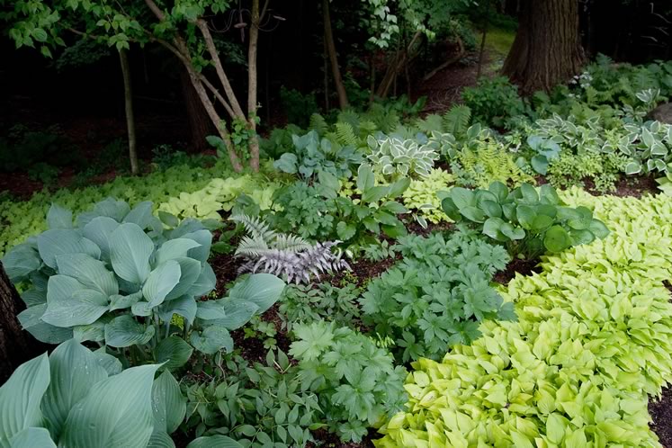 Streams of hostas punctuated by pinky-green Japanese and other ferns demarcate the shady edge of the woods. Photo by Rosemary Hasner / Black Dog Creative Arts.