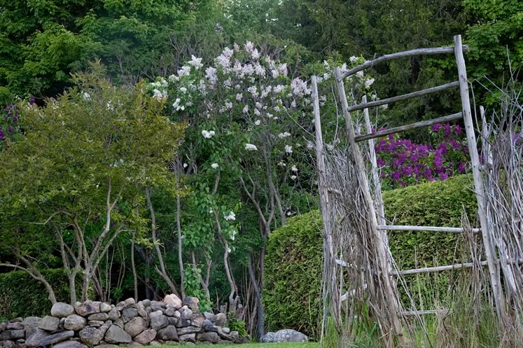A weathered trellis provides a rustic frame to the burst of spring lilacs. Photo by Rosemary Hasner / Black Dog Creative Arts.