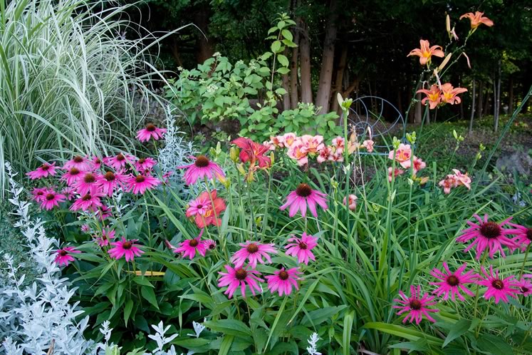 Mauve-pink echinacea and a variety of hot pink and orange lilies combine with the soft grey-green of artemisia and maiden grass to make an enchanting July palette. Photo by Rosemary Hasner / Black Dog Creative Arts.