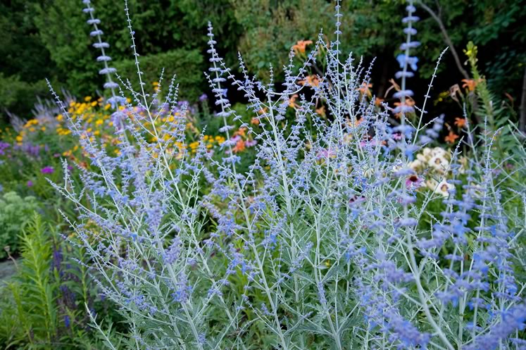 Pale blue Russian sage provides airy height and a soothing note next to the hot hues of midsummer lilies and rudbeckia. Photo by Rosemary Hasner / Black Dog Creative Arts.