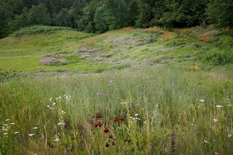 Beyond the more cultivated gardens, the summer meadow flushes with hazy sweeps of wildflowers. Photo by Rosemary Hasner / Black Dog Creative Arts.