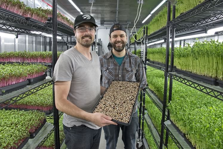 Farmstead Fresh’s Marcel Pijper, holding just-planted pea shoot microgreens, and Josh Scheerer in one of their five shipping container facilities in Hillsburgh. Photo by Pete Paterson.