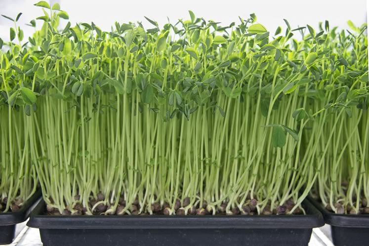 Microgreens at Farmstead Fresh, pea shoot. Photo by Pete Paterson.